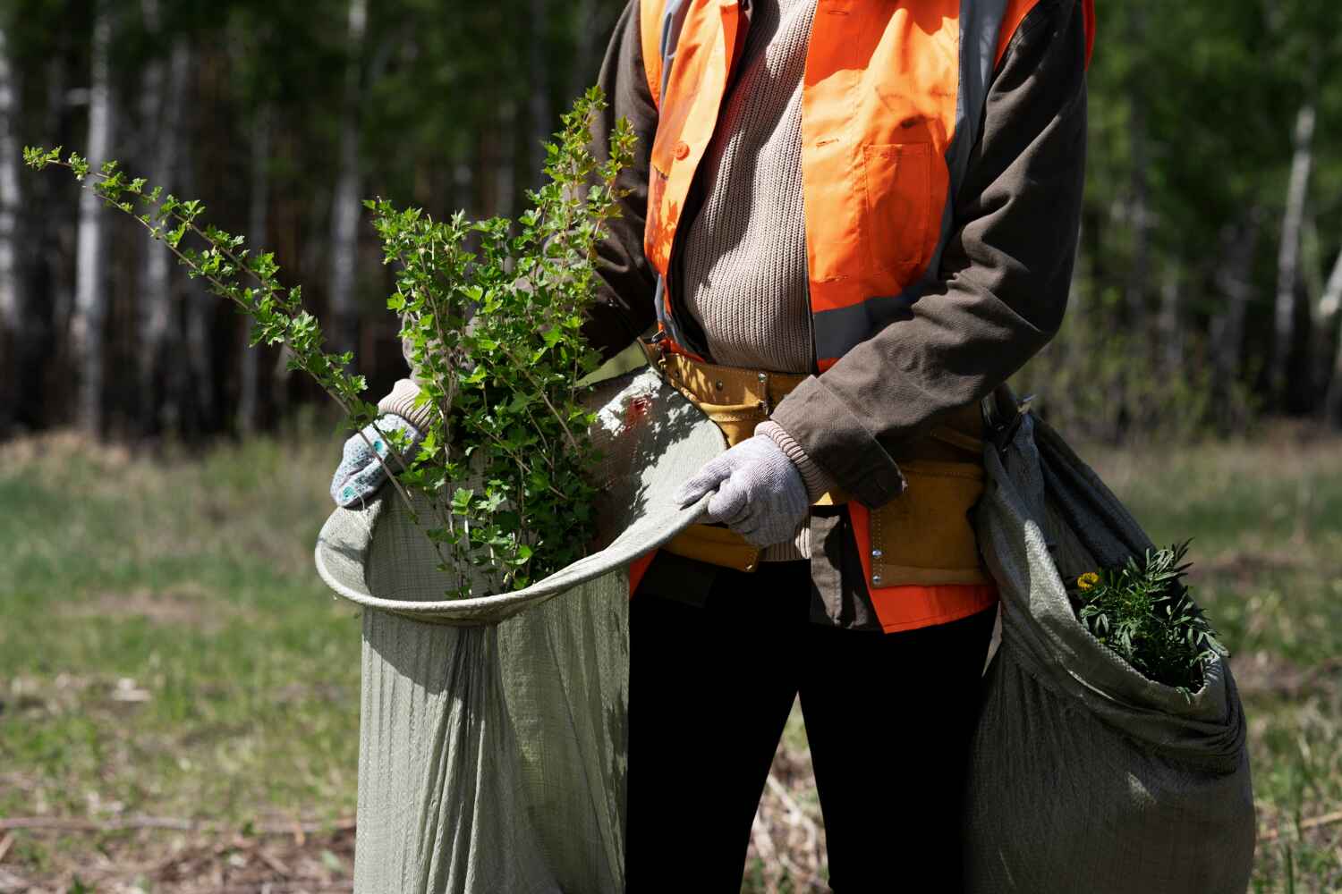 The Steps Involved in Our Tree Care Process in Waverly, MI